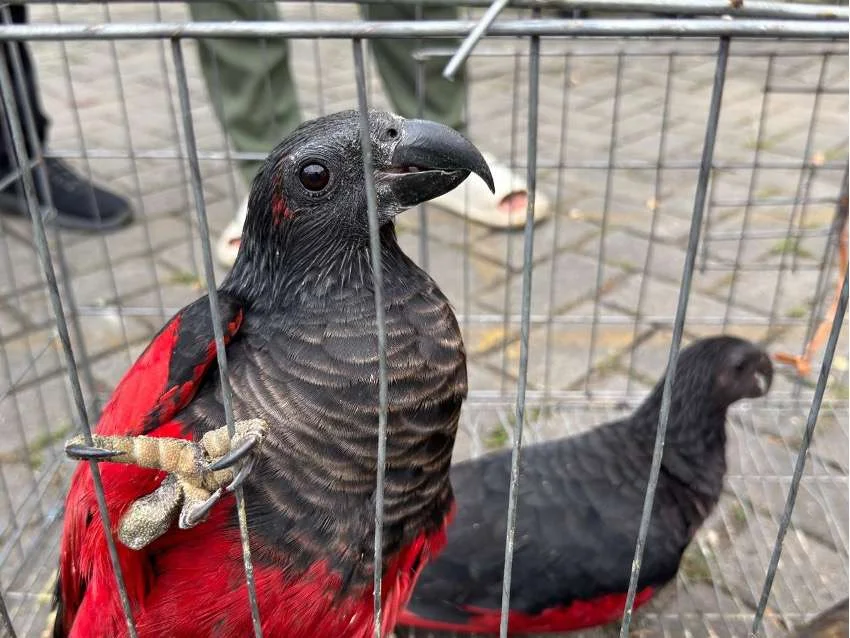 Nuri kabare Psittrichas fulgidus diduga akan diperdagangkan secara ilegal Foto Gakkum Kehutanan - 100 Burung Endemik Papu...