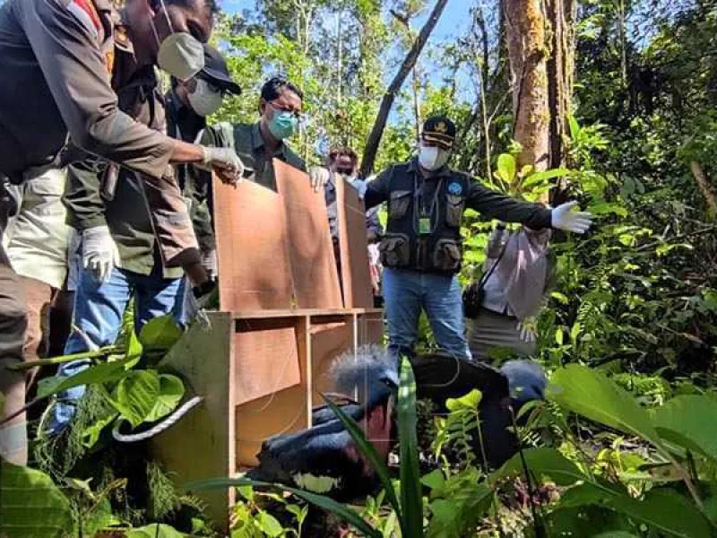17 Satwa Endemik Dilepasliarkan di Kuala Kencana, Papua