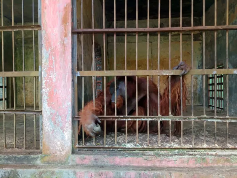 2 Orangutan dari Kebun Binatang Tak Berizin di Jawa Tengah Akan Kembali ke Habitatnya