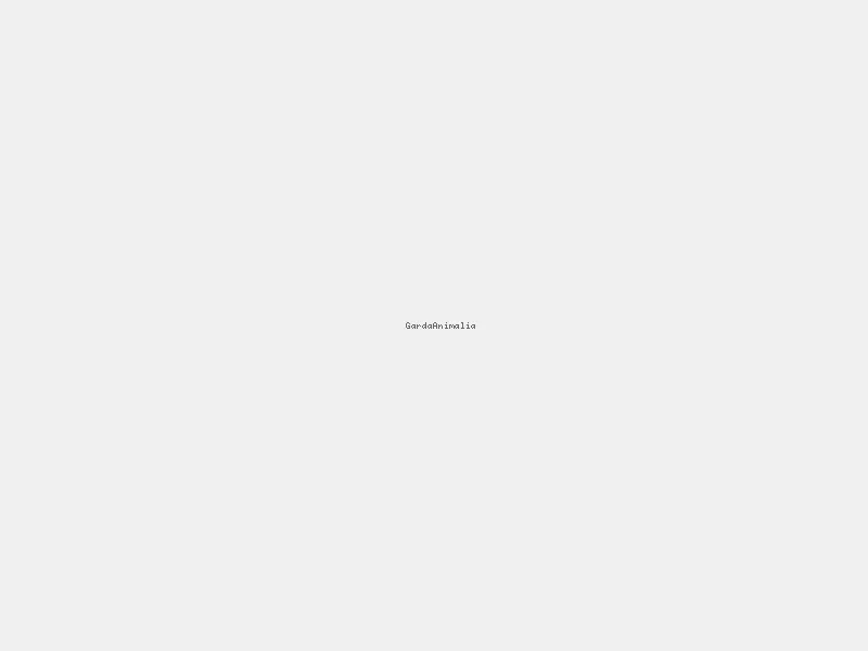 30 Ekor Burung Kacer Terbang Bebas Kembali ke Alam