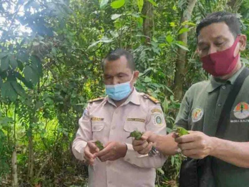 32 Burung Cucak Hijau Disita BKSDA Pos Jaga Sampit