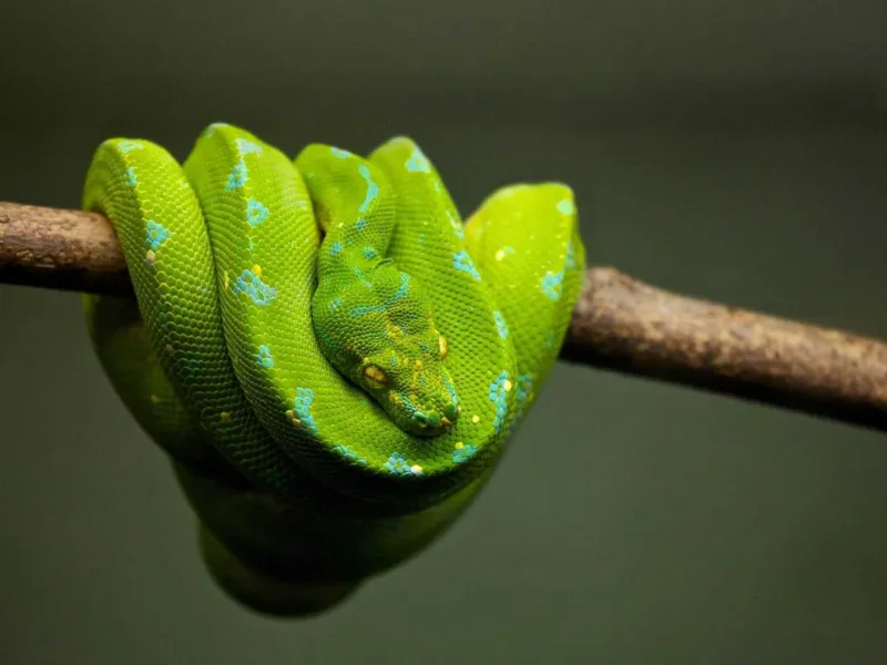 4 Jenis Ular Dilindungi di Indonesia Tidak Boleh Dipelihara Sembarangan