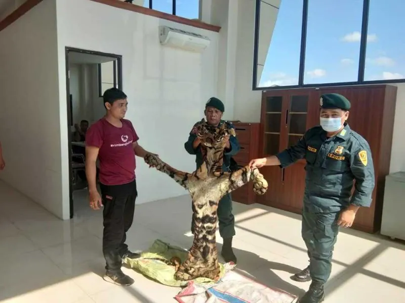 4 Pemburu Harimau Sumatera Ditangkap di Riau