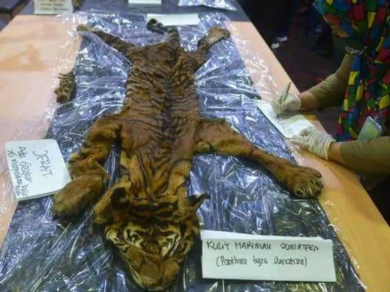 4 Tersangka Perdagangan Kulit Harimau Sumatra Ditangkap, 1 DPO