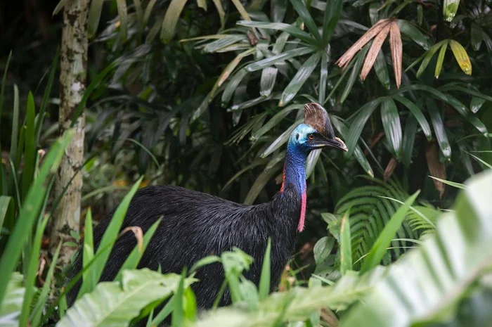 5 Fakta Burung Kasuari, Disebut Burung Paling Berbahaya di Dunia?