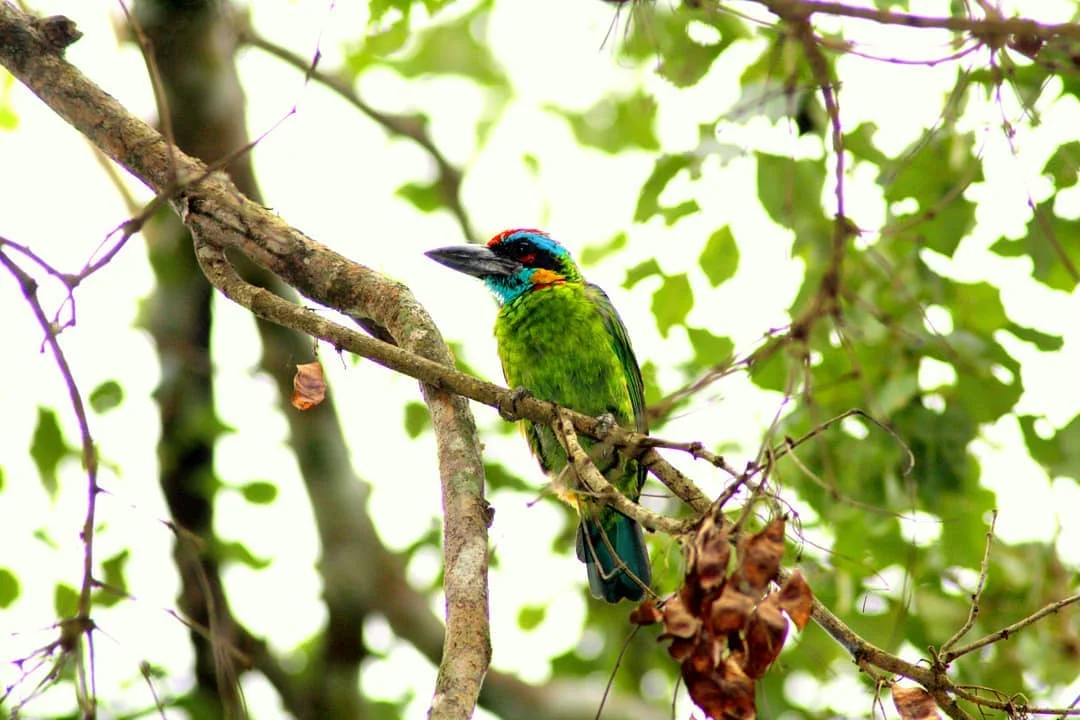 5 Jenis Burung Takur Dilindungi di Indonesia yang Masih Diperdagangkan