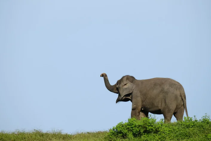 Gajah adalah salah satu satwa liar yang sering menjadi korban konflik dengan manusia Foto cakaplahcom - 561 Konflik Satwa...