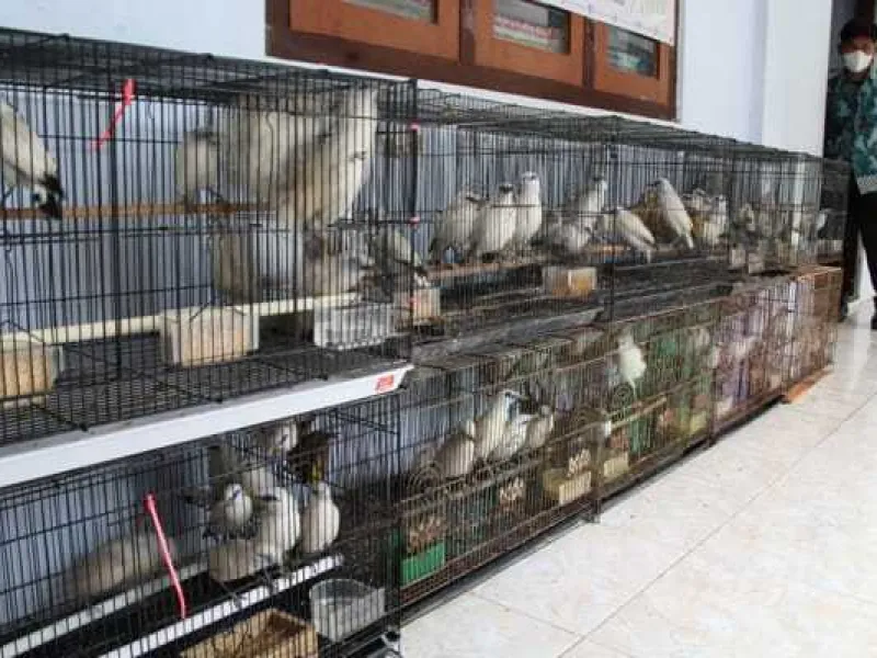 71 Jalak Bali Hasil Tangkaran Dilepaskan ke Habitat Aslinya