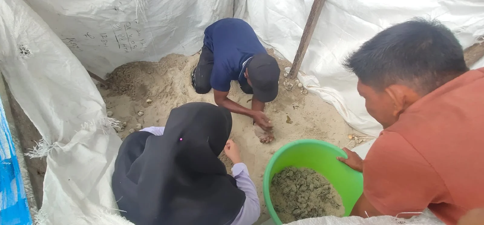 Puluhan telur penyu sisik berhasil menetas di pesisir Gampong Ie Meulee Jurong Keuramat Kota Sabang Foto KOMPAK - 78 Telu...