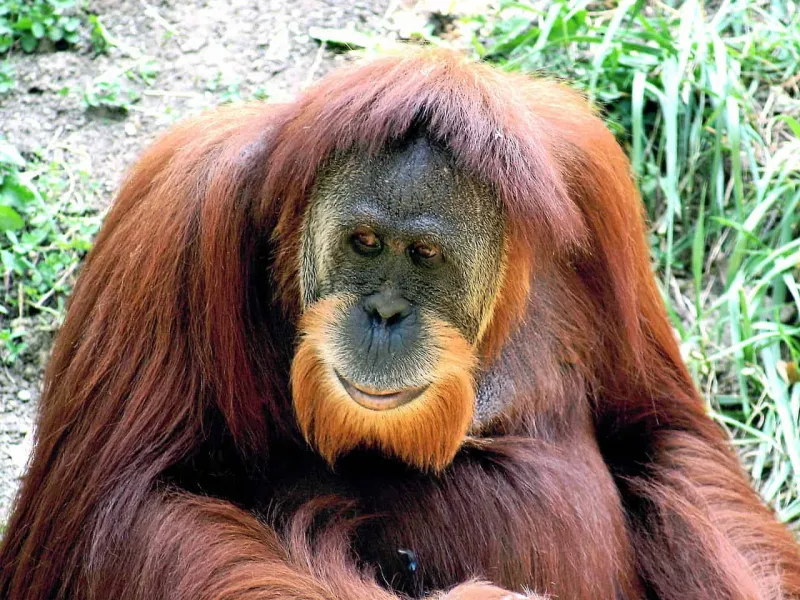 9 Individu Orangutan Asal Indonesia Direpatriasi dari Malaysia