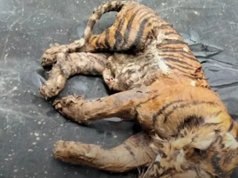 AF Ditetapkan sebagai Tersangka Pembunuh Anak Harimau di Madina