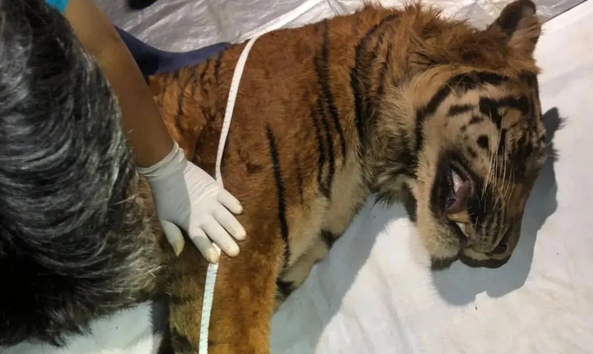 Akhir Cerita Harimau Sumatera Bakas, Benturan Kepala Jadi Alasan Kematian