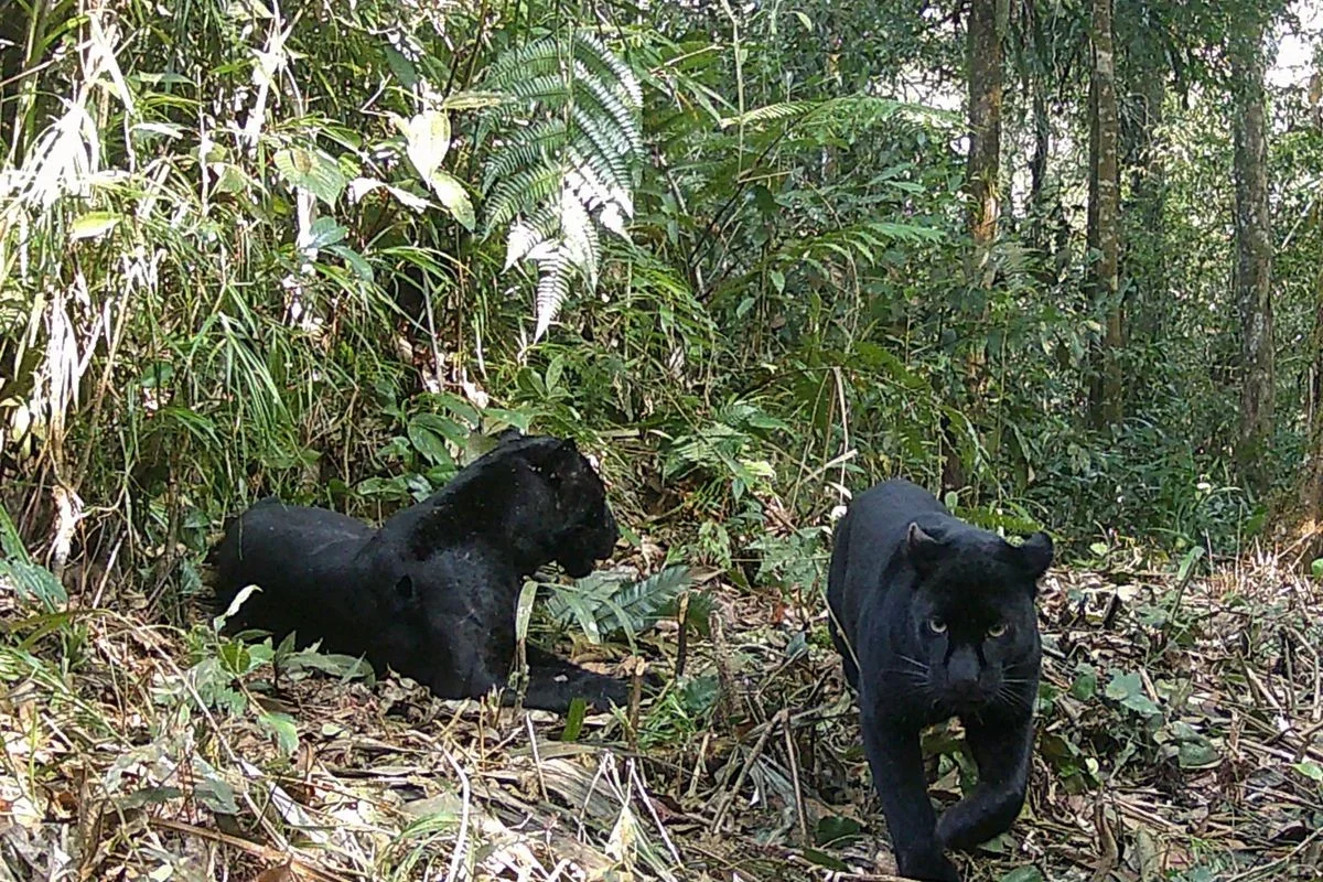 Aktivitas PETI Ancam Satwa Endemik di Taman Nasional Gunung Halimun Salak