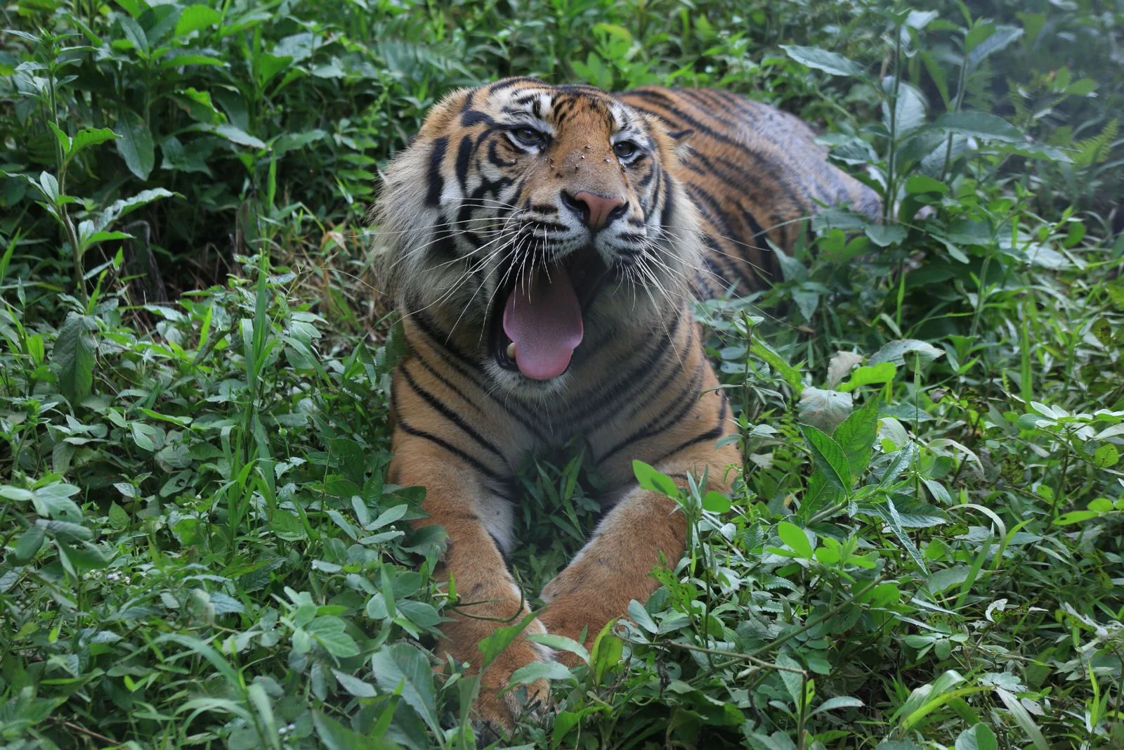 Harimau sumatera mendapat julukan Inyiak Balang tanda bahwa ia dihormati oleh masyarakat Foto Andri Mardiansyah - Alarm...