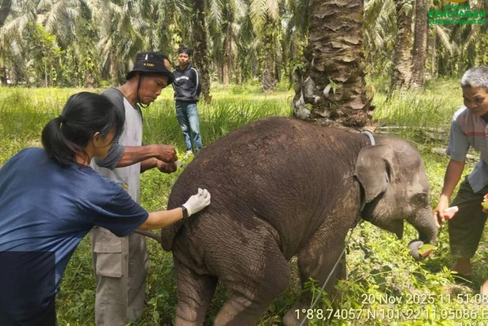 Anak Gajah Laila Terkonfirmasi Mati karena Infeksi EEHV
