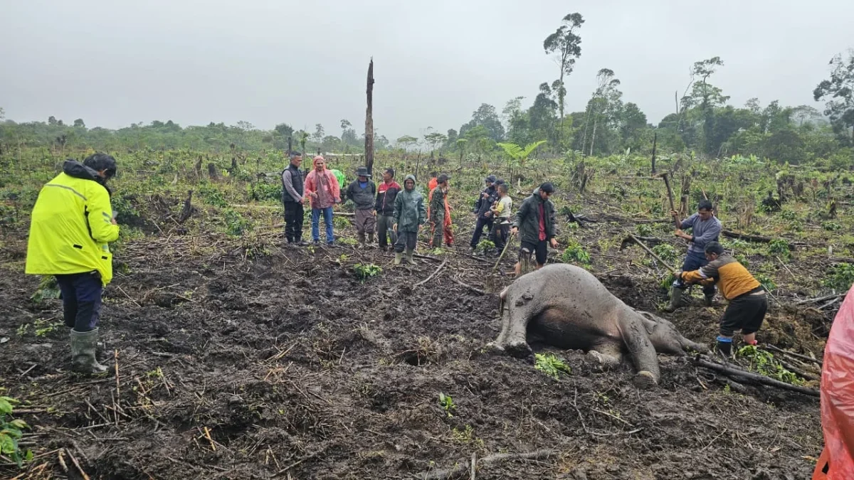 Anak Gajah Liar Berusia 5 Tahun Mati, BKSDA Aceh Temukan Pestisida di Sekitar Lokasi