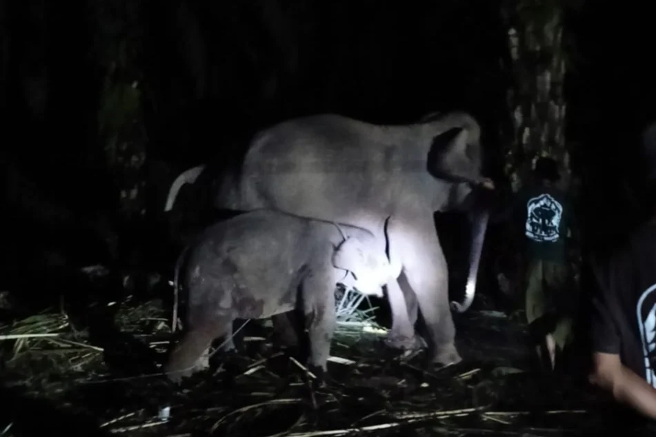 Laila bersama induk Puja, gajah binaan PLG Sebanga. | Foto: Media Center Riau