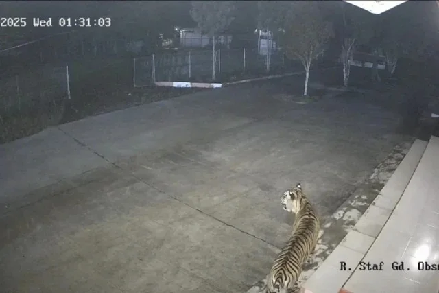 Anak Harimau Terjebak Area Kantor BRIN, BKSDA Lakukan Pemantauan