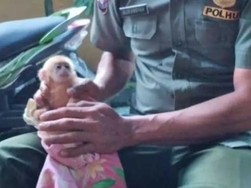 Anak Lutung Merah Ditemukan Warga, Induknya Diduga Sudah Dibunuh