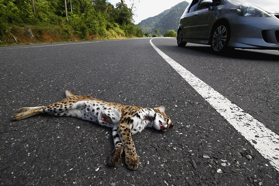 Ancaman Besar Bagi Kucing Kuwuk adalah Tertabrak Kendaraan Bermotor