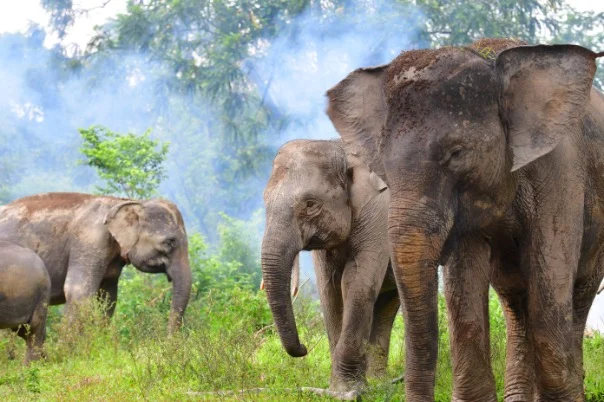 Ancaman Jerat dan Pagar Listrik Kian Nyata, Satu Ekor Anak Gajah Sumatera Hampir Tewas