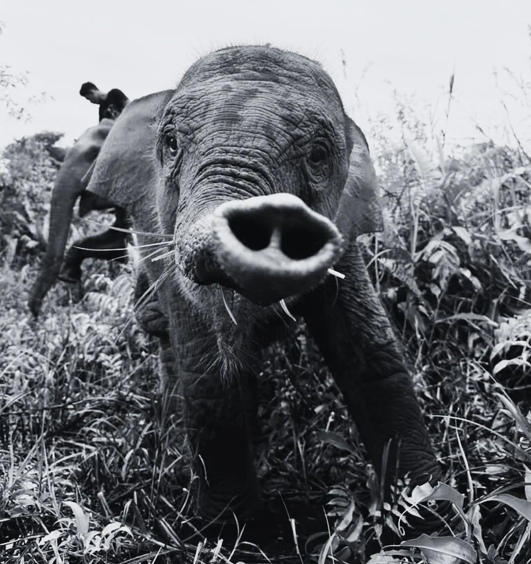 Apa itu EEHV, Virus yang Merenggut Nyawa Anak-Anak Gajah?