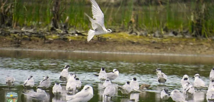 Ilustrasi burung migran di kawasan mangrove Wonorejo Surabaya Foto BBKSDA Jawa Timur - Asian Waterbird Census di Pesisir...