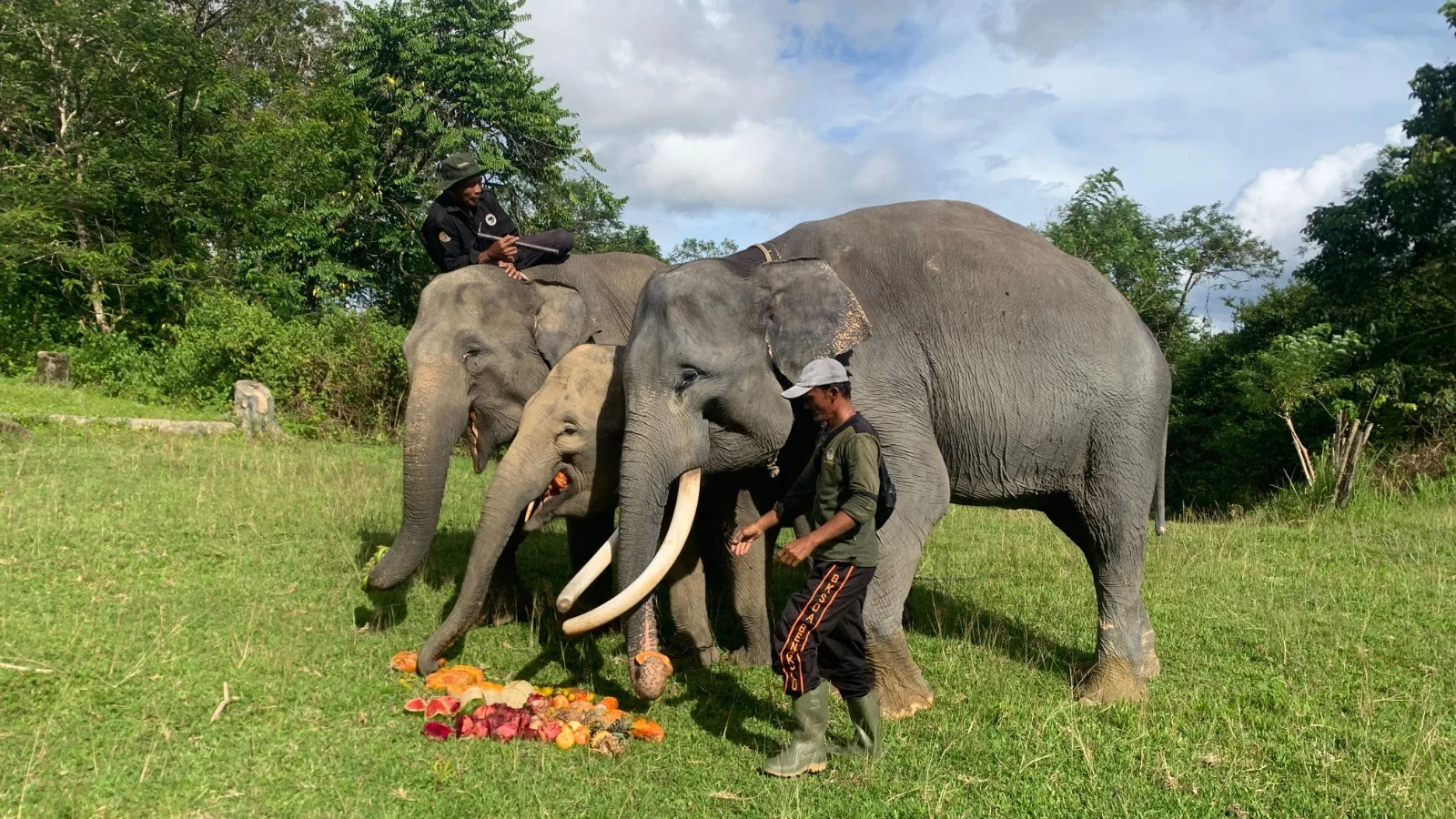 Gajah Sumatera di Taman Wisata Alam TWA Seblat Bengkulu Utara Foto Lisa Rosari - Babak Belur Bentang Alam Seblat Rumah Ha...