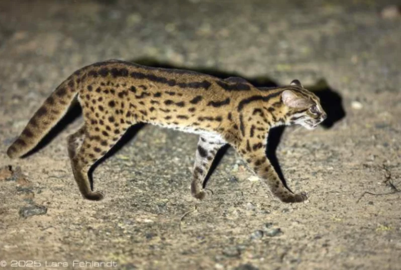 Kucing kuwuk atau kucing hutan berbeda dengan kucing domestik Foto Lars Fehlandtlars-fehlandtde - Bahaya Tren Kawin Silan...