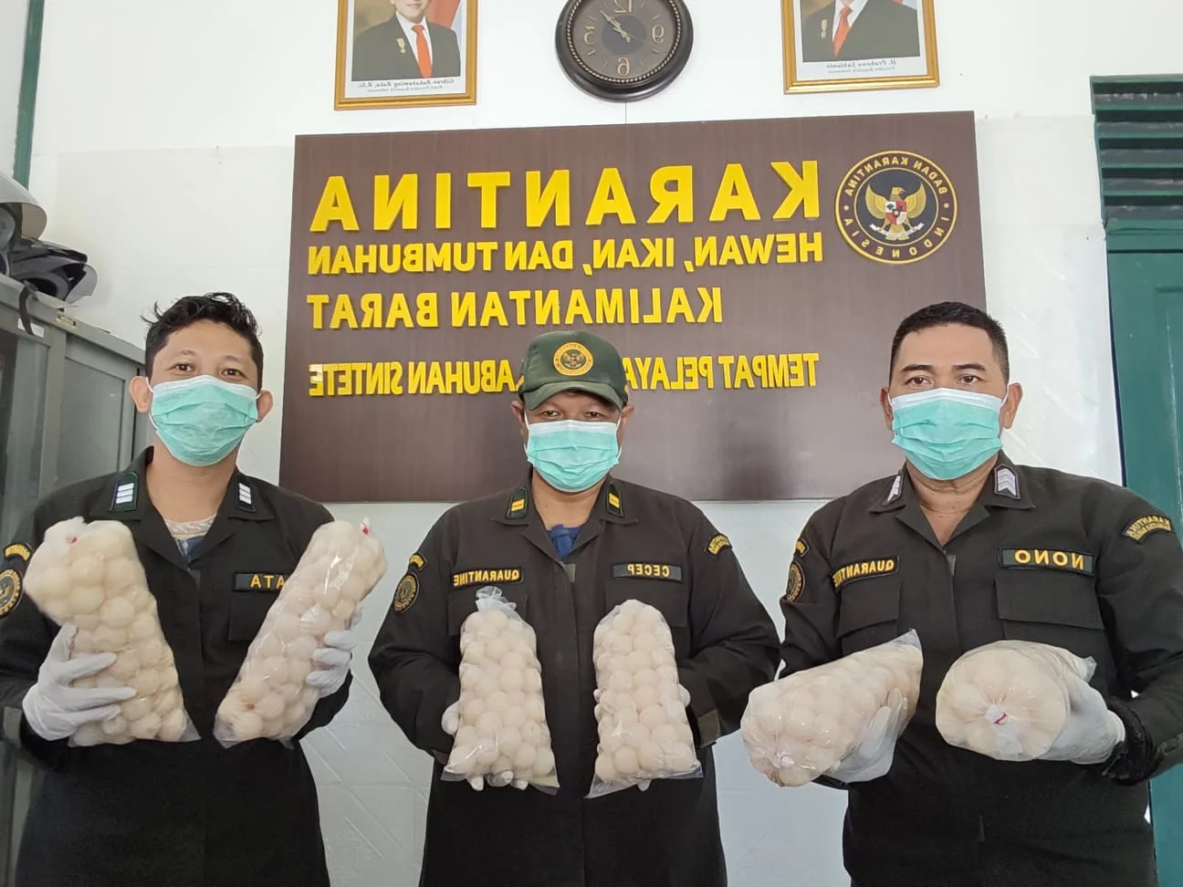Penyelundupan 502 butir telur penyu di Pelabuhan Penyeberangan Sintete berhasil digagalkan Foto Badan Karantina Indonesia...