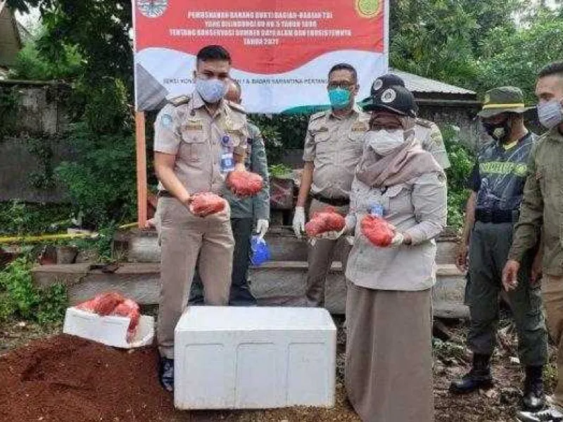 Balai Karantina Kendari Musnahkan 100 Kg Daging Rusa