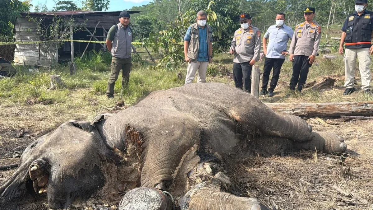 Bangkai anak gajah sumatera ditemukan mulai membusuk di kawasan Tesso Nilo Foto Humas Polda Riau - Bangkai Anak Gajah Lia...
