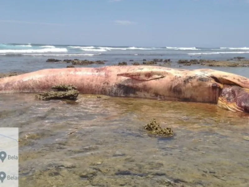 Bangkai Paus Terdampar di Simeulue, Evakuasi Terkendala Kondisi Pantai