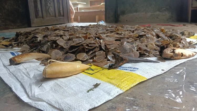 Bawa Sisik Trenggiling dan 16 Paruh Rangkong, Pria di Padang Jadi Tersangka