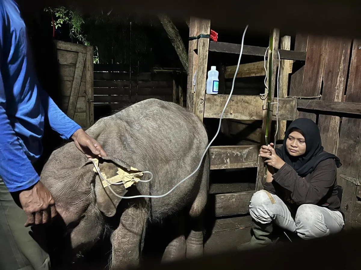 Bayi Gajah di Aceh Bernama Panton Tutup Usia