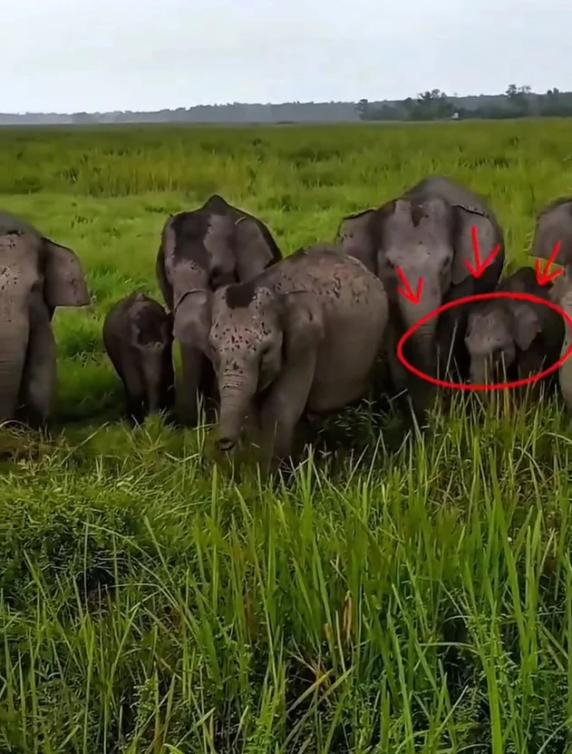 Bayi Gajah yang Terjerat di TNWK sudah Dikembalikan ke Kelompoknya