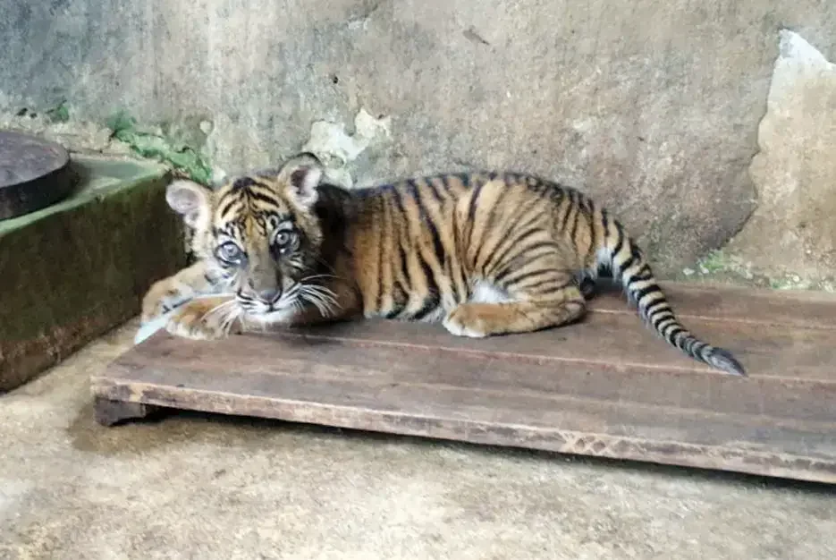 Banun, anak harimau yang lahir di TMSBK pada 28 Desember 2024 (foto sebagai ilustrasi). | Foto: Pos Metro Padang