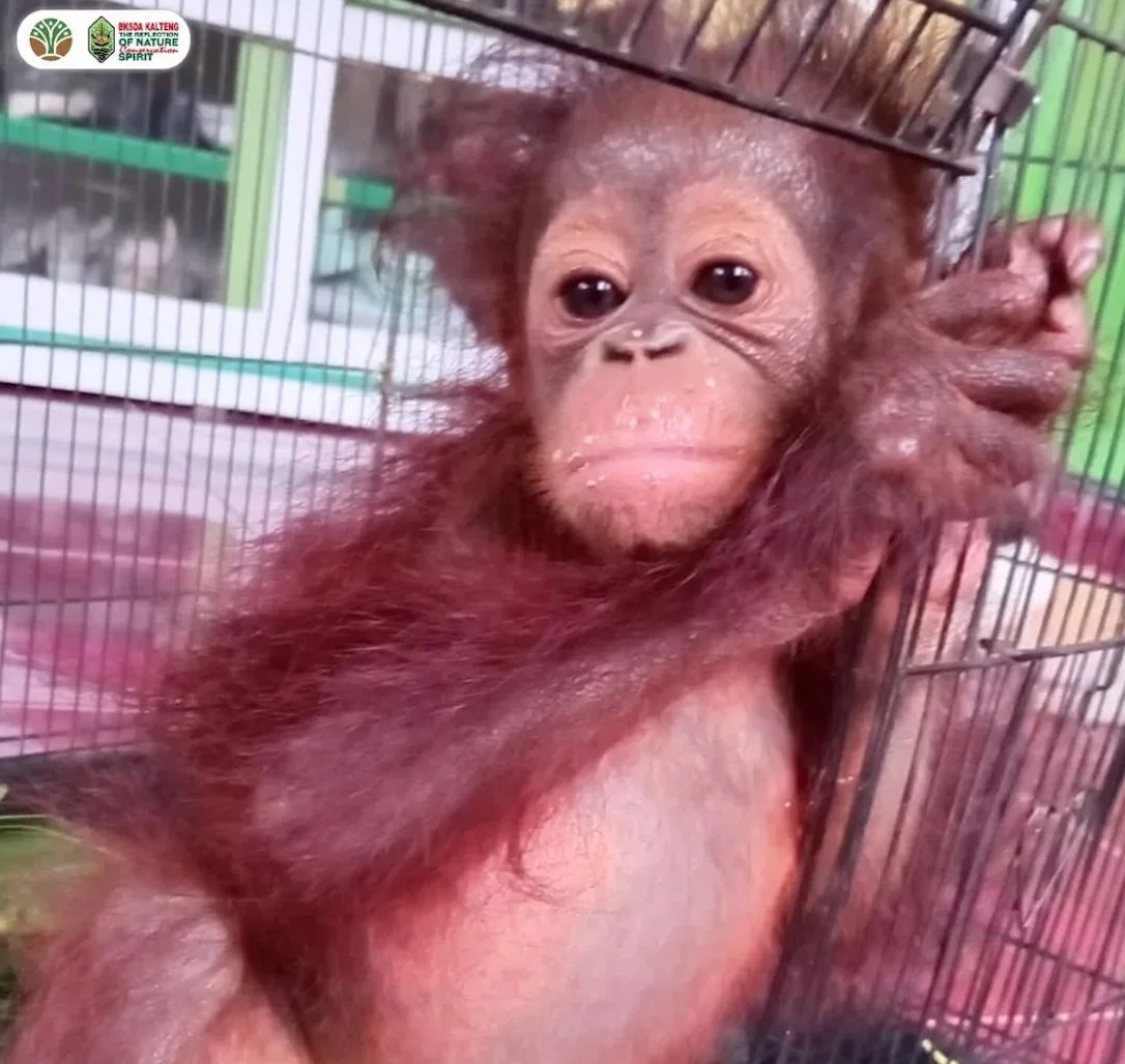 Bayi Orangutan Diduga Terpisah dari Induk, Warga Kotim Serahkan ke BKSDA