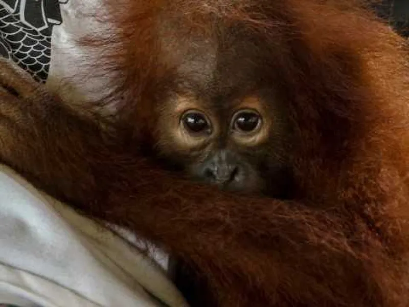 Bayi Orangutan Diselamatkan dari Perdagangan Ilegal Satwa di Sumatra