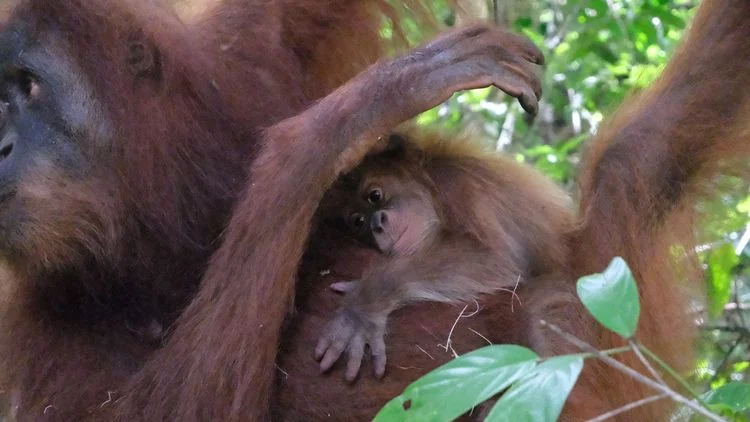 Bayi Orangutan Lahir di Pusat Reintroduksi OU Jantho