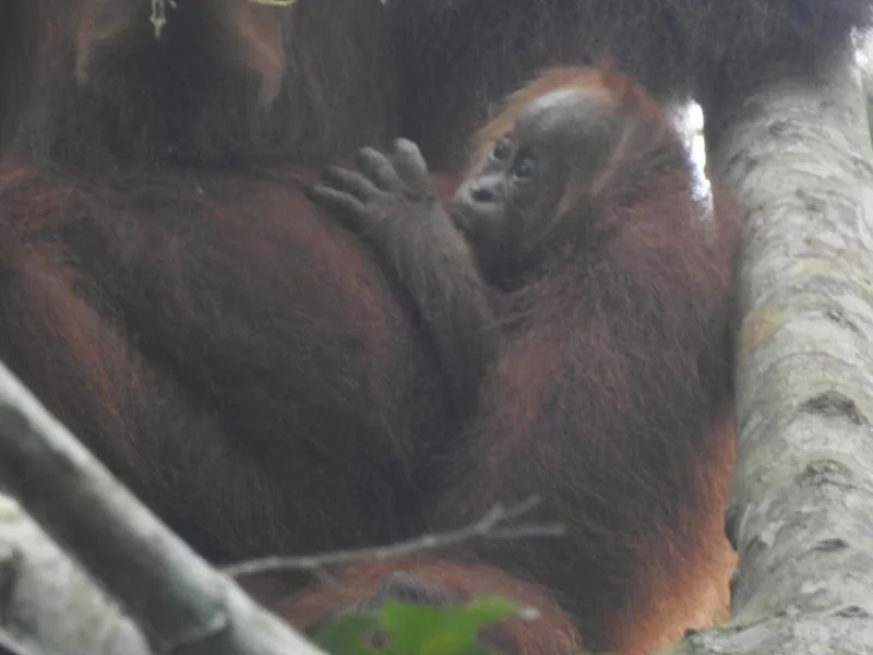 Bayi Orangutan Sumatra Bernama Eja Lahir di Cagar Alam Aceh