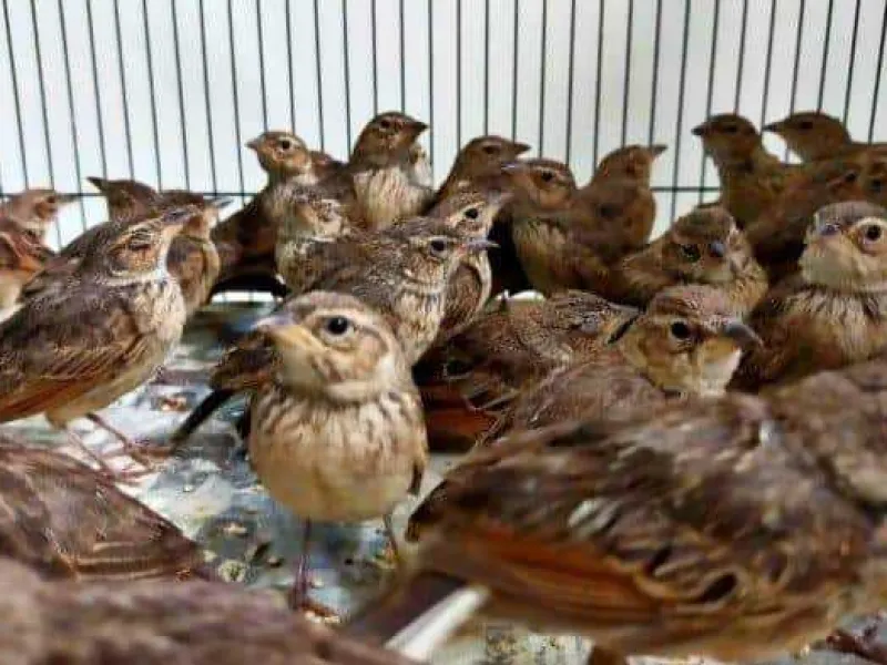 BBKP Surabaya Gagalkan Penyelundupan Burung Berkicau