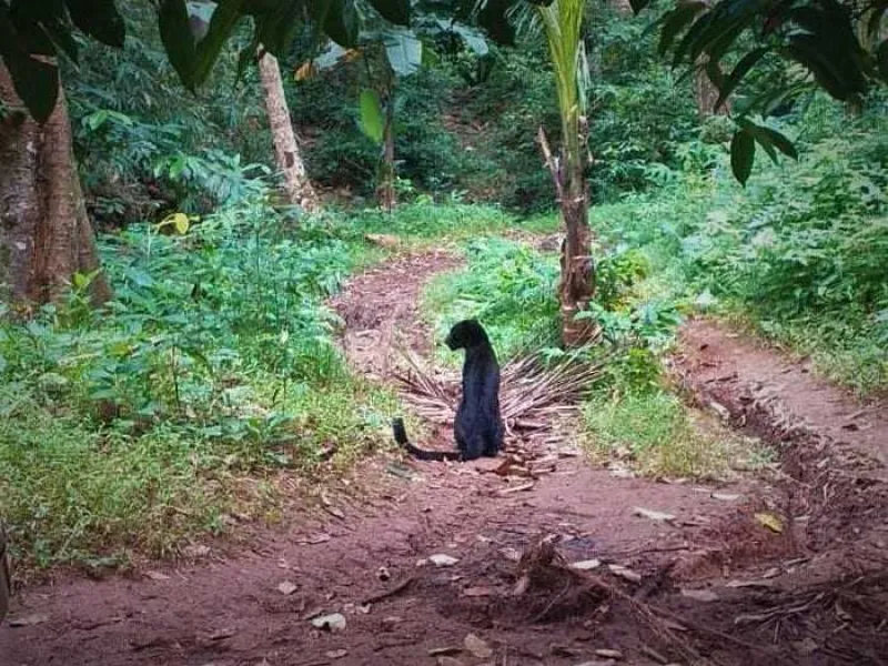 BBKSDA Jabar Mengevakuasi Macan Kumbang Sakit yang Dekati Pemukiman