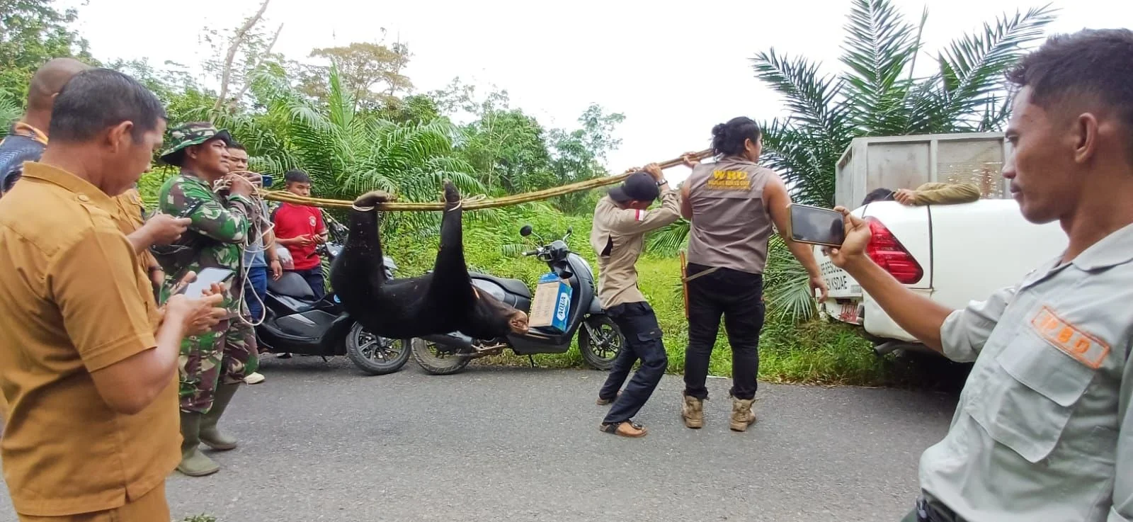 BBKSDA Riau Berhasil Evakuasi Beruang Madu di Indragiri Hulu