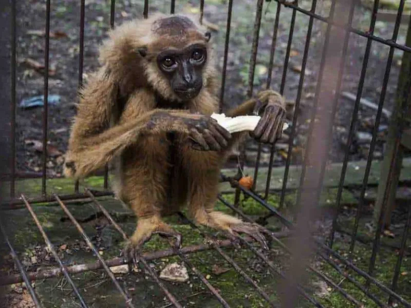 BBKSDA Riau Evakuasi Owa Ungko yang Dipelihara Warga