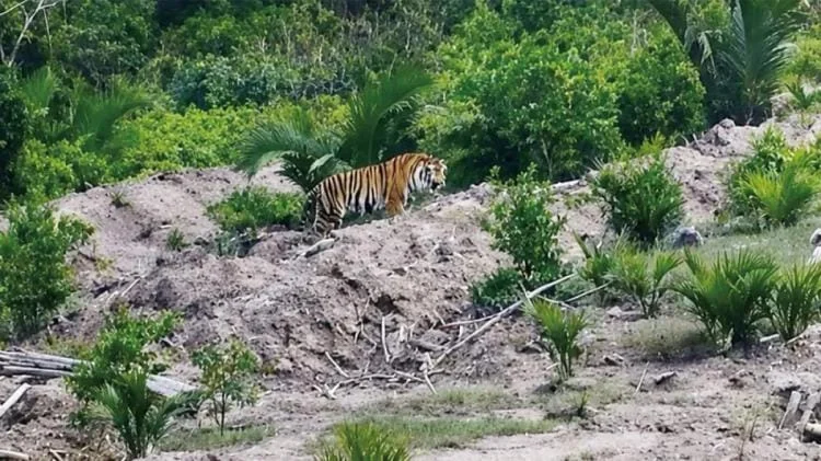 Tim BBKSDA Riau memanfaatkan drone thermal dan kandang jebak untuk evakuasi harimau sumatera yang sempat terpantau berada...