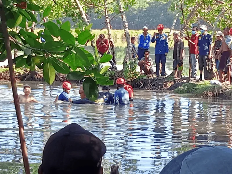BBKSDA Sulsel Evakuasi Lumba-lumba yang Masuk ke Empang