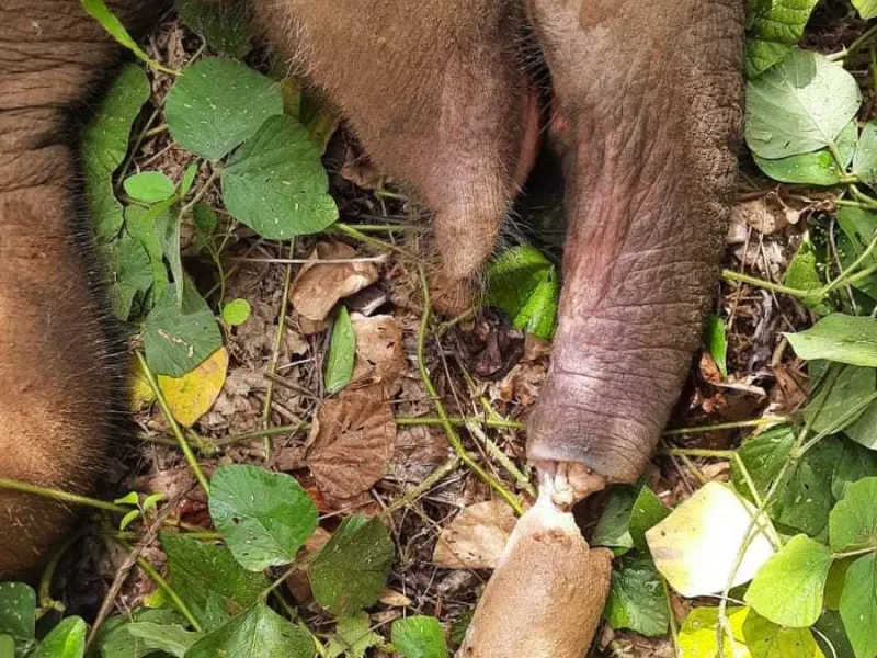 Belalai Anak Gajah Nyaris Putus Akibat Jebakan Jerat