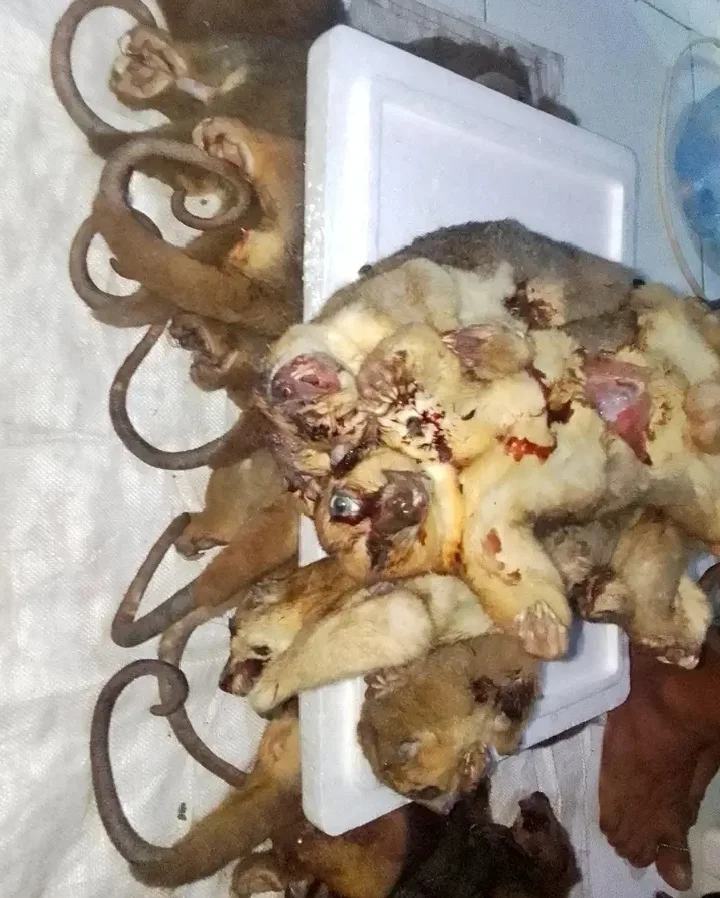 Unggan Facebook yang menunjukkan dugaan perdagangan kuskus kuning satwa liar endemik Maluku Utara Foto akun Facebook Rohi...
