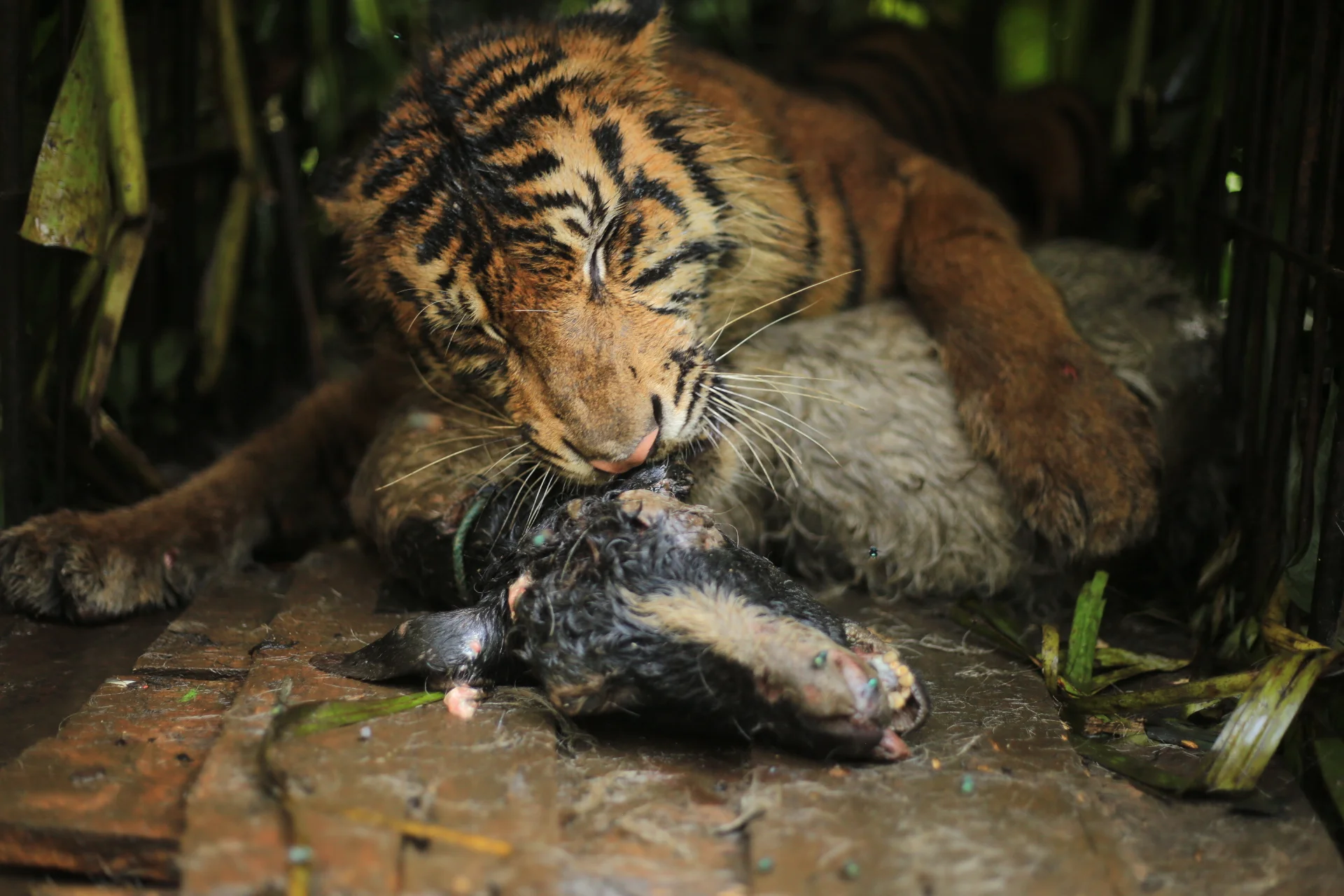 Berjarak Puluhan Meter dari Sekolah, Harimau Sumatera Akhirnya Masuk Kandang Jebak